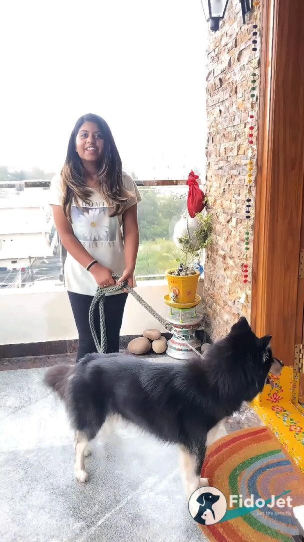 Pet Transportation Review